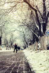 Fototapeta premium pedestrian pathway tree winter