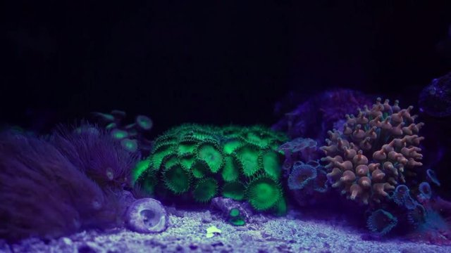 Zoanthus polyps in coral reef aquarium tank