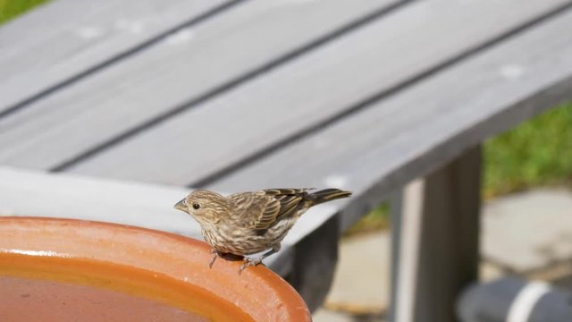 A female house finch drinks water from a backyard birdbath then hops away