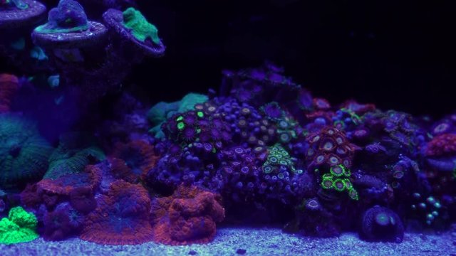 Zoanthus polyps in coral reef aquarium tank