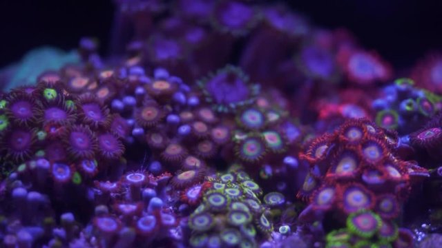 Zoanthus polyps in coral reef aquarium tank