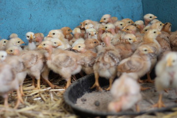 Little chickens in the hay on a blue background