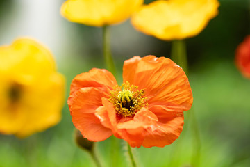 Fototapeta premium Poppies in the field - Remembrance Day background.