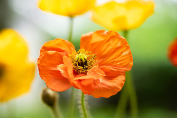 Fototapeta premium Poppies in the field - Remembrance Day background.
