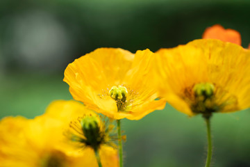 Poppies in the field - Remembrance Day background.