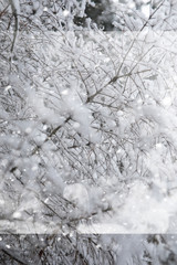 Winter landscape. Forest under the snow. Winter in the park.