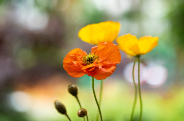 Poppies in the field - Remembrance Day background.