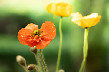 Fototapeta premium Poppies in the field - Remembrance Day background.