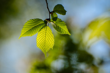 COLORS OF SPRING, SUMMER COLORS - Green leaves of trees in the sunshine