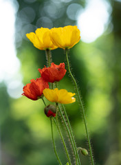 Poppies in the field - Remembrance Day background.