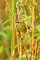 Sedge Warbler - Acrocephalus schoenobaenus, small shy perching bird from European reeds, Hortobagy National Park, Hungary.