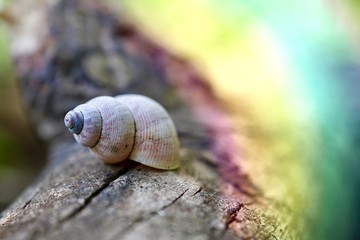 little snail in the nature