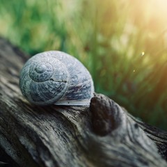 little snail in the nature