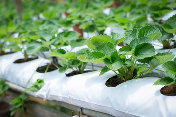 Red Strawberry on Strawberry plant