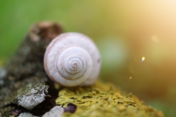 little snail in the nature