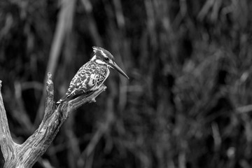 Pied kingfisher perched on dead branch in black and white in Kruger National park, South Africa ; Specie Ceryle rudis family of Alcedinidae