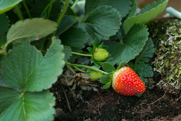Red Strawberry on Strawberry plant