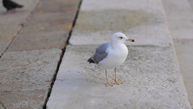 Seagull walking face on towards camera along large, short, steps