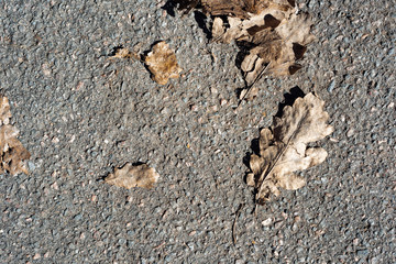 Dry leaves on the pavement