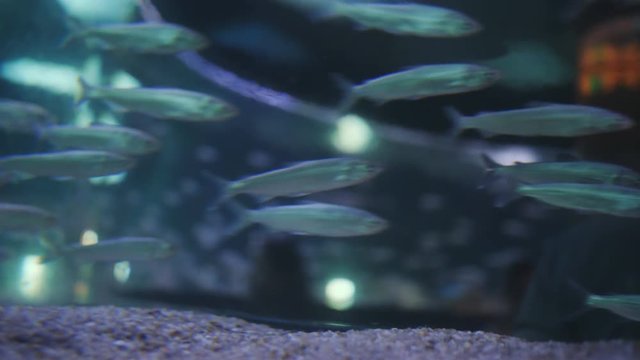 Plenty of fish in the aquarium are swimming erratically.