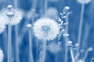 field of dandelion seeds blowing. stems and white fluffy dandelions ready to blow