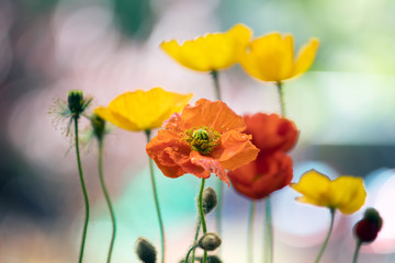 Obraz premium Poppies in the field - Remembrance Day background.