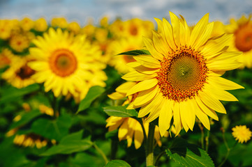 Fototapeta premium Sunflower field