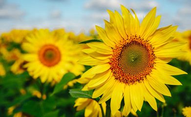 Obraz premium Sunflower field