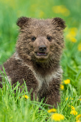 Brown bear cub playing on the summer field