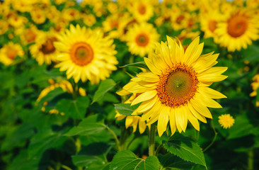 Sunflower field