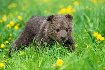 Fototapeta premium Brown bear cub playing on the summer field