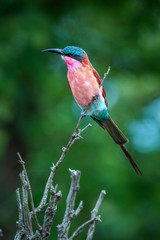 Southern Carmine Bee-eater in Kruger National park, South Africa ; Specie Merops nubicoides family of Meropidae