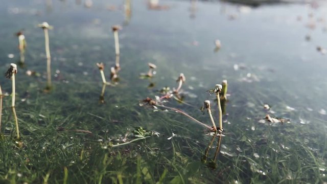 Crepidinae 이미지 찾아보기 41 스톡 사진, 벡터 및 비디오 Adobe Stock