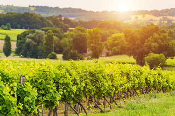 Fototapeta na wymiar Beautiful vineyard at sunset. Travel around France, Bordeaux
