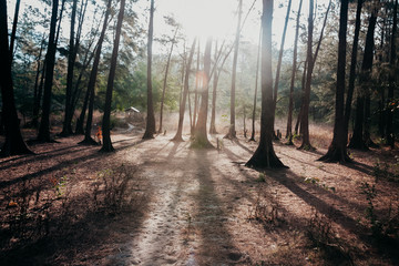 Obraz premium Forest