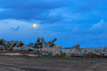 Cut timber trunks with  moon and the cloudy sky at dusk