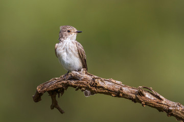 Spotted Flycatcher isoalted in natural background in Kruger National park, South Africa ; Specie Muscicapa striata family of Musicapidae