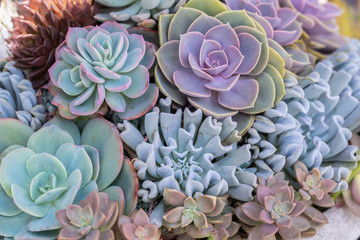 Succulents or cactus in desert botanical garden for decoration and agriculture design.