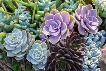 Succulents or cactus in desert botanical garden for decoration and agriculture design.