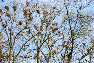 Crow's nest in a a lot of trees