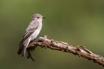 Spotted Flycatcher isoalted in natural background in Kruger National park, South Africa ; Specie Muscicapa striata family of Musicapidae