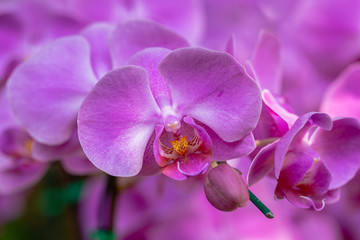 Orchid flower in orchid garden at winter or spring day for beauty and agriculture concept design. Phalaenopsis Orchidaceae.