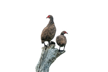 Swainson's Spurfowl isolated in white background in Kruger National park, South Africa ; Specie Pternistis swainsonii family of Phasianidae