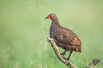 Swainson's Spurfowl perched in branch in Kruger National park, South Africa ; Specie Pternistis swainsonii family of Phasianidae