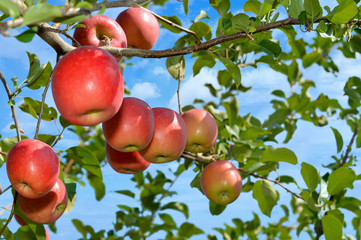 【青森津軽のりんご園】津軽の真っ赤なりんごは日本一。