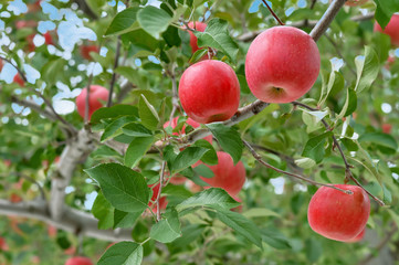 【青森津軽のりんご園】津軽の真っ赤なりんごは日本一。