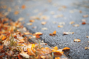 Autumn rain in the park