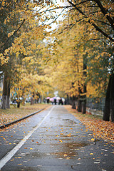 Autumn rain in the park