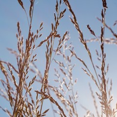 flower plant in the nature with blue sky in summer