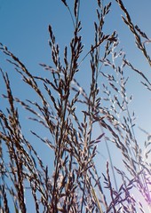 flower plant in the nature with blue sky in summer